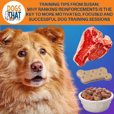 Training Tips From Susan: Why Ranking Reinforcements Is The Key To More Motivated, Focused, & Successful Dog Training Sessions