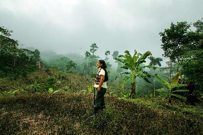 Jamii za asili Peru zaongeza uzalishaji wa kakao kwa mbinu bunifu za kukabiliana na mabadiliko ya tabianchi