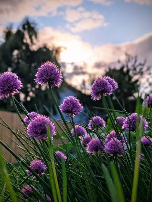 On being a beginner gardener
