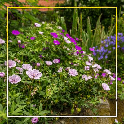 Blühwunder im Schatten Blühwunder im Schatten