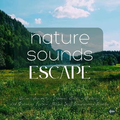 Ethereal Melodies Of Singing Birds, Wind & Relaxing Nature Sounds For Sleep, Meditation, Relaxation Or Focus | Sleep Sounds, Sleep Music, Sleep Fast, Chirping, Birdsong, White Noise For Sleep, Rain, Sons Pour Dormir, Sounds Of Nature, Zen 8D Sounds