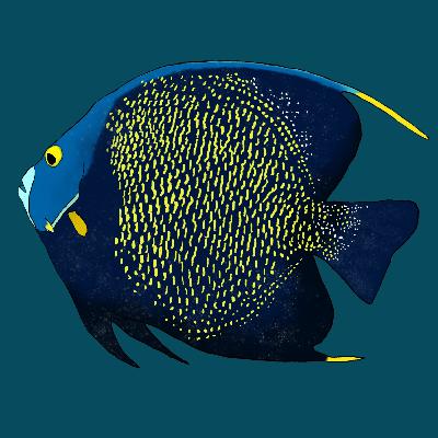 Biólogo Chato: Peixes Marinhos