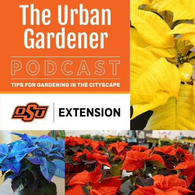 Episode 43: Unveiling Poinsettias