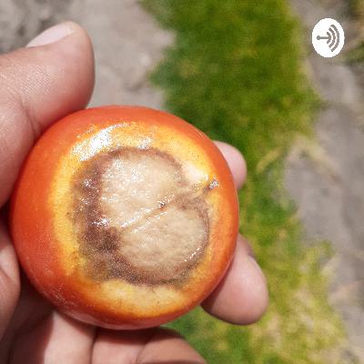 El calcio en las plantas