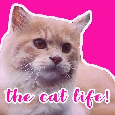 EP 8: The Cat Life!