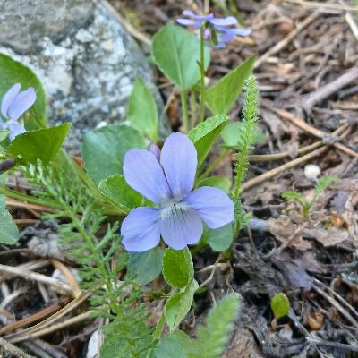 Hookedspur Violet (Viola adunca)