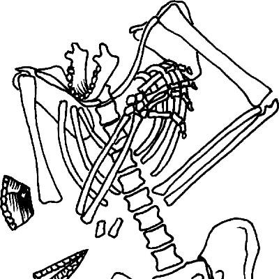 The Homo neanderthalensis of Kebara The Homo neanderthalensis of Kebara