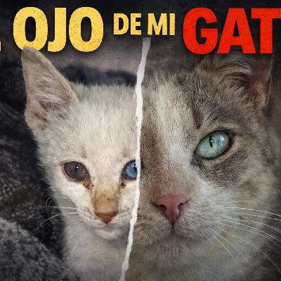 Historias de Miedo Diciembre 23 de 2025 EL OJO DE MI GATO