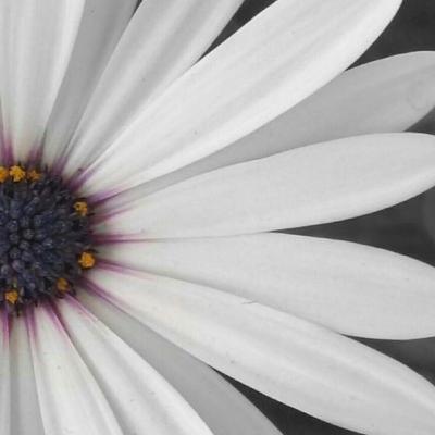 Meditación de la Respiración