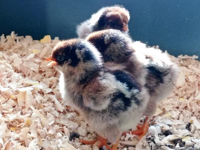 La nourriture locale, vertueuse et interpersonnelle