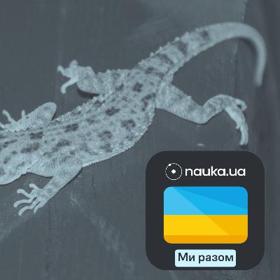 [Ми разом] Мікроскопічні утвори втримали хвіст ящірок від випадкового відкидання