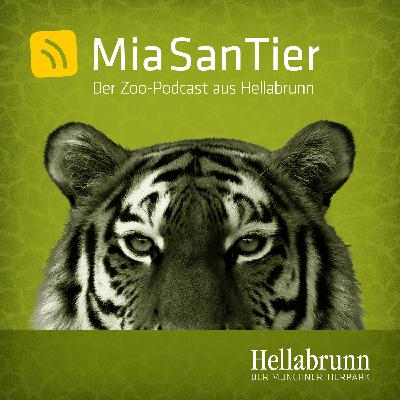 Insekten als Assistenzärzte