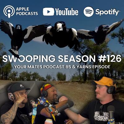Swooping season #126