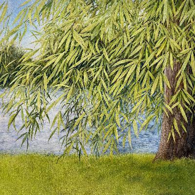 Thomm Jutz discusses ”Nothing But Willow: The Songs of Mary Sands and Jane Gentry”