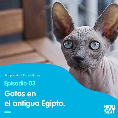 La historia de los gatos en el antiguo Egipto.