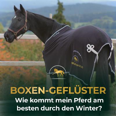 Decke, Fell & Fütterung: Wie viel Fürsorge ist wirklich pferdegerecht im Winter?