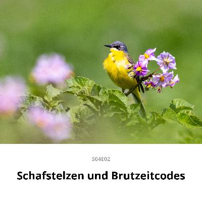 Tabak, Hanf, Silphie - Ungewöhnliche Vogellebensräume