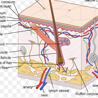 ALL ABOUT THE INTEGUMENTARY SYSTEM