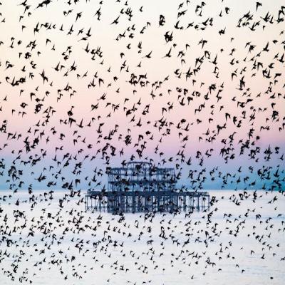 The Magic of Murmuration