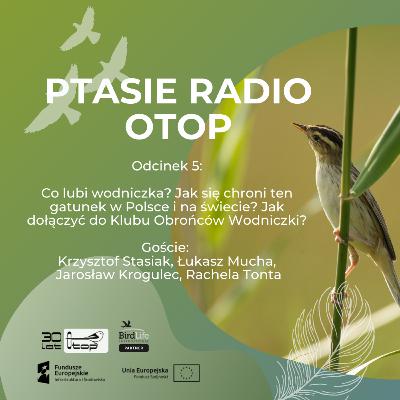 Ptasie Radio OTOP | odc. 5 | Krzysztof Stasiak, Łukasz Mucha, Jarosław Krogulec i Rachela Tonta opowiadają o wodniczce i dlaczego ją chronimy