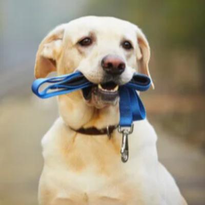 PASSEAR COM O CACHORRO SOLTO NA RUA?!?