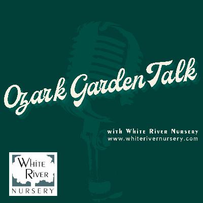 Ozark Garden Talk – Episode 12❄️ Winter Interest Plants: Why the Garden Doesn’t Have to Be Boring Ozark Garden Talk – Episode 12❄️ Winter Interest Plants: Why the Garden Doesn’t Have to Be Boring