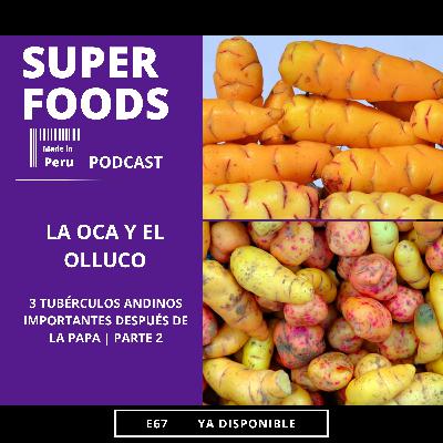 E67. ¿QUÉ SON LA OCA Y EL OLLUCO? | TUBÉRCULOS ANDINOS IMPORTANTES DESPUÉS DE LA PAPA
