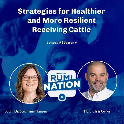 Strategies for Healthier and More Resilient Receiving Cattle