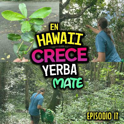 En HAWAI CRECE la Yerba MATE🧉