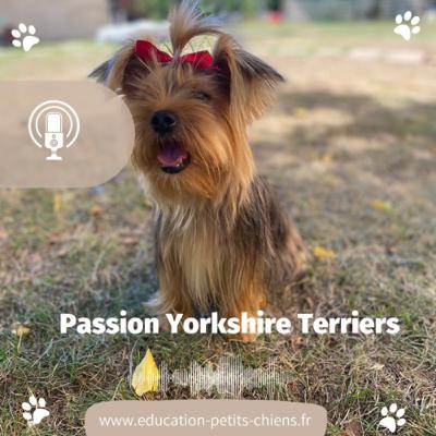 Passion Yorkshire terriers : Comment apprendre les positions Assis et couché