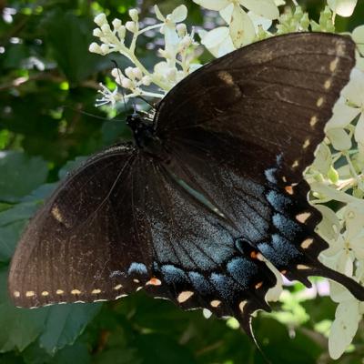Cue My Creativity - Butterfly Cue My Creativity - Butterfly
