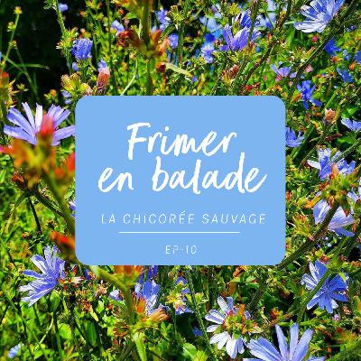 #10 - L’histoire de la chicorée sauvage #10 - L’histoire de la chicorée sauvage