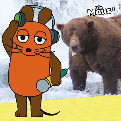 Braunbär Chunk ist der fetteste Bär Alaskas