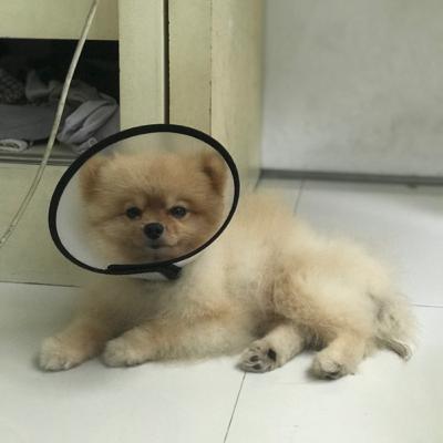 Ulasan alat musik barat