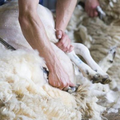 Australia's wool production forecast dips further