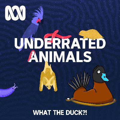 Australia's most underrated animal: Winner! Australia's most underrated animal: Winner!
