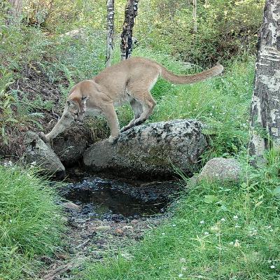 Mountain Lions of Colorado: Conservation, Curiosity, and Coexistence with David Neils