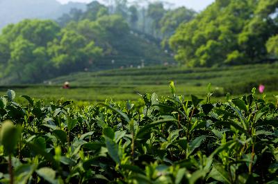 Le thé Oolong de la dynastie des Qing primé au Japon