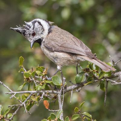 Haubenmeise Haubenmeise