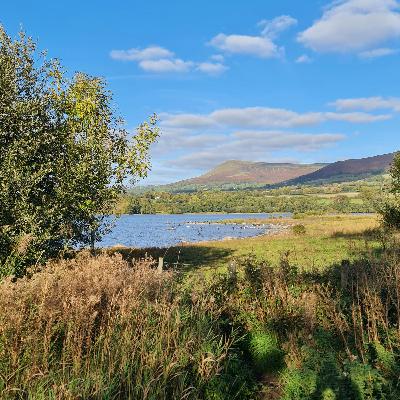 Sound Escape 245. Listen to the whispering reedbed as the sun sets over the wetland Sound Escape 245. Listen to the whispering reedbed as the sun sets over the wetland