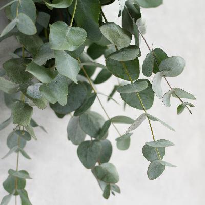 FARO del saber ancestral parte 6 (Temporada 2) FARO del saber ancestral parte 6 (Temporada 2)