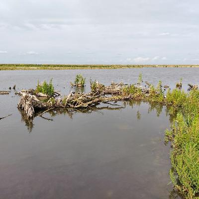 #32 In het moeras #32 In het moeras