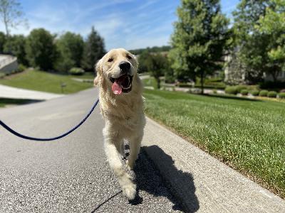 Ask Sarah #10: Leash Training, Jumping, and Barking