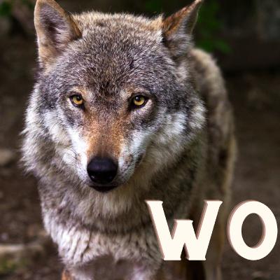 The Wolf Dilemma: Fearsome Predator or Essential Guardian of the Ecosystem?