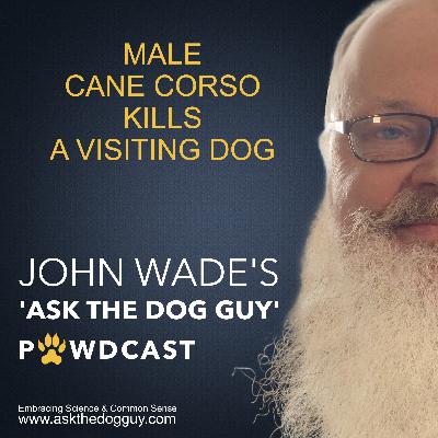 Mature Male Cane Corso (X) Kills A Visiting Dog (Aggression) Mature Male Cane Corso (X) Kills A Visiting Dog (Aggression)