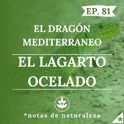 El Dragón Mediterraneo. El Lagarto Ocelado. #81