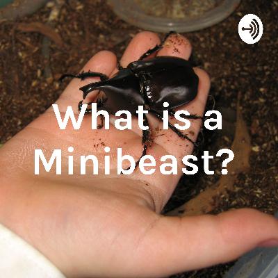 What is a Mini-beast? A Basic Introduction for Schools