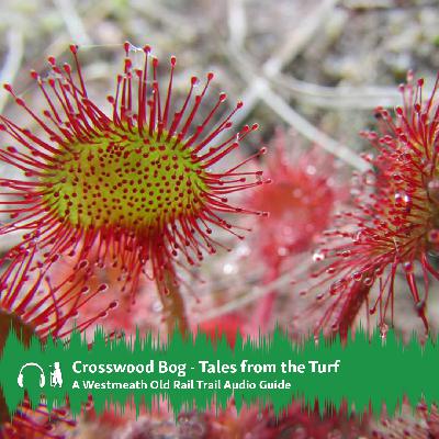 Crosswood Bog – Tales from the Turf Audio Guide