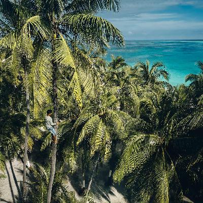 India – Queen Coconut