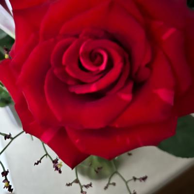 Birthday Thoughts and I Love Percy Jackson